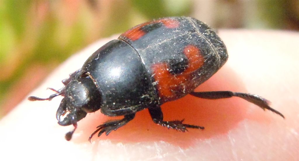 Hister quadrimaculatus